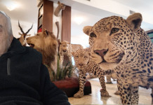 Storie di caccia: la Trophy room di Mauro Bellentani Storie di caccia la Trophy room di Mauro Bellentani video