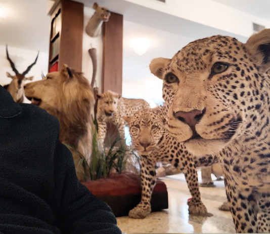 Storie di caccia: la Trophy room di Mauro Bellentani Storie di caccia la Trophy room di Mauro Bellentani video