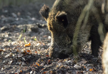 Federcaccia soddisfatta dopo le audizioni di Ispra e Federparchi sul ddl Malan Federcaccia soddisfatta dopo le audizioni di Ispra e Federparchi sul ddl Malan - cinghiale