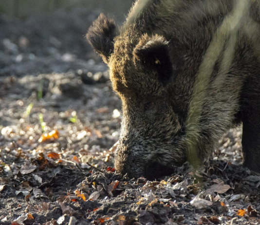 Federcaccia soddisfatta dopo le audizioni di Ispra e Federparchi sul ddl Malan Federcaccia soddisfatta dopo le audizioni di Ispra e Federparchi sul ddl Malan - cinghiale
