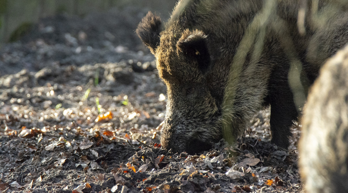 Federcaccia soddisfatta dopo le audizioni di Ispra e Federparchi sul ddl Malan Federcaccia soddisfatta dopo le audizioni di Ispra e Federparchi sul ddl Malan - cinghiale