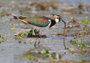 Ricorso contro il calendario venatorio della Lombardia Ricorso contro il calendario venatorio della Lombardia - pavoncella (Vanellus vanellus, northern lapwing)