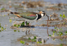 Ricorso contro il calendario venatorio della Lombardia Ricorso contro il calendario venatorio della Lombardia - pavoncella (Vanellus vanellus, northern lapwing)