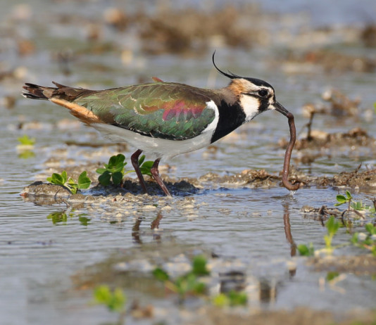 Ricorso contro il calendario venatorio della Lombardia Ricorso contro il calendario venatorio della Lombardia - pavoncella (Vanellus vanellus, northern lapwing)