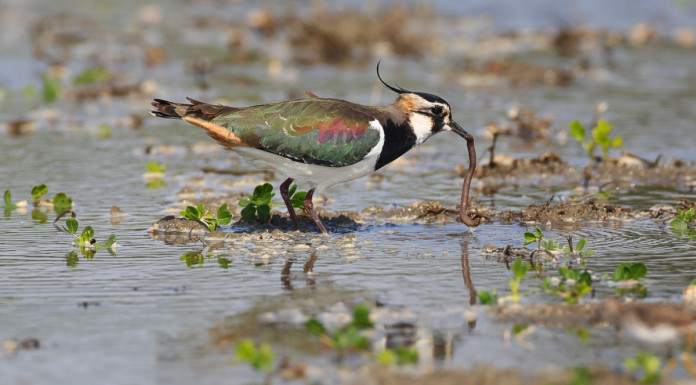 Ricorso contro il calendario venatorio della Lombardia Ricorso contro il calendario venatorio della Lombardia - pavoncella (Vanellus vanellus, northern lapwing)