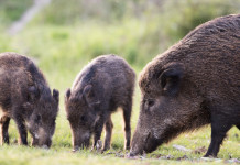 Il cinghiale italiano il cinghiale italiano