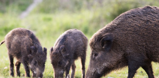 Il cinghiale italiano il cinghiale italiano