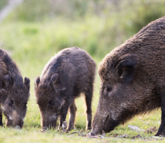 Il cinghiale italiano il cinghiale italiano