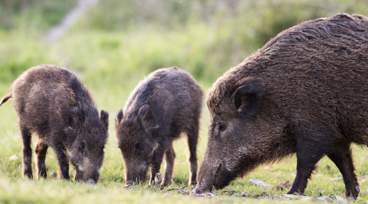 il cinghiale italiano il cinghiale italiano