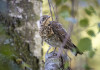 A rilento l’esame del ddl caccia in commissione Agricoltura A rilento l’esame del ddl caccia in commissione Agricoltura - cesena (Turdus pilaris) su ramo di albero