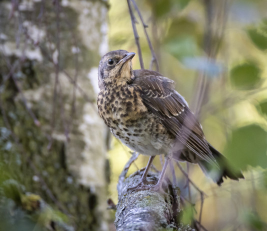 A rilento l’esame del ddl caccia in commissione Agricoltura A rilento l’esame del ddl caccia in commissione Agricoltura - cesena (Turdus pilaris) su ramo di albero