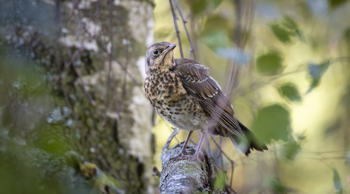 A rilento l’esame del ddl caccia in commissione Agricoltura A rilento l’esame del ddl caccia in commissione Agricoltura - cesena (Turdus pilaris) su ramo di albero
