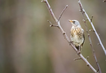 Animalisti e ambientalisti contro la sentenza del Consiglio di Stato sui calendari venatori Animalisti e ambientalisti contro la sentenza del Consiglio di Stato sui calendari venatori - tordo su ramo