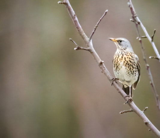 Animalisti e ambientalisti contro la sentenza del Consiglio di Stato sui calendari venatori Animalisti e ambientalisti contro la sentenza del Consiglio di Stato sui calendari venatori - tordo su ramo