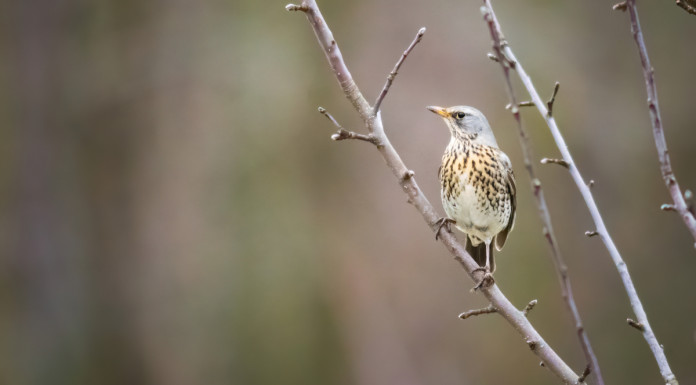Animalisti e ambientalisti contro la sentenza del Consiglio di Stato sui calendari venatori Animalisti e ambientalisti contro la sentenza del Consiglio di Stato sui calendari venatori - tordo su ramo