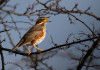 Associazioni venatorie del Veneto chiedono incontro ad assessore Bond Associazioni venatorie del Veneto chiedono incontro ad assessore Bond - tordo sassello (Turdus iliacus)