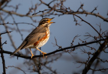 Associazioni venatorie del Veneto chiedono incontro ad assessore Bond Associazioni venatorie del Veneto chiedono incontro ad assessore Bond - tordo sassello (Turdus iliacus)