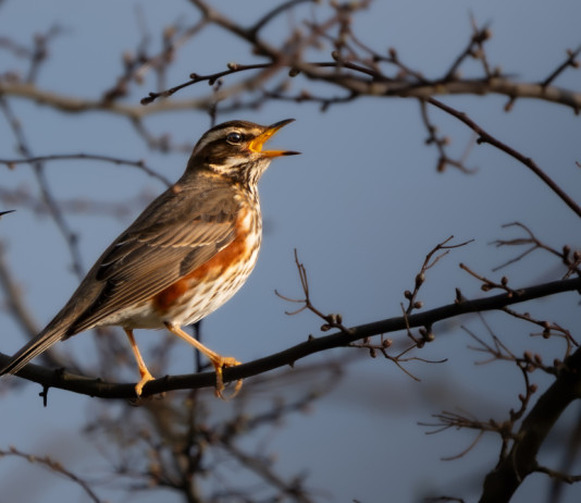 Associazioni venatorie del Veneto chiedono incontro ad assessore Bond Associazioni venatorie del Veneto chiedono incontro ad assessore Bond - tordo sassello (Turdus iliacus)