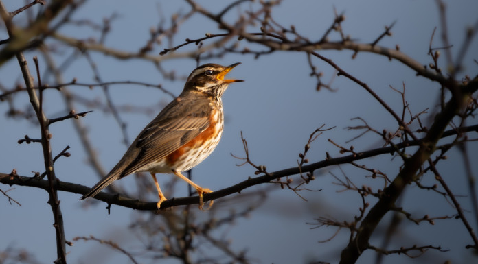 Associazioni venatorie del Veneto chiedono incontro ad assessore Bond Associazioni venatorie del Veneto chiedono incontro ad assessore Bond - tordo sassello (Turdus iliacus)