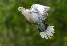 Toscana autorizza preapertura della caccia in deroga Toscana autorizza preapertura della caccia in deroga - tortora dal collare (Streptopelia decaocto) in volo