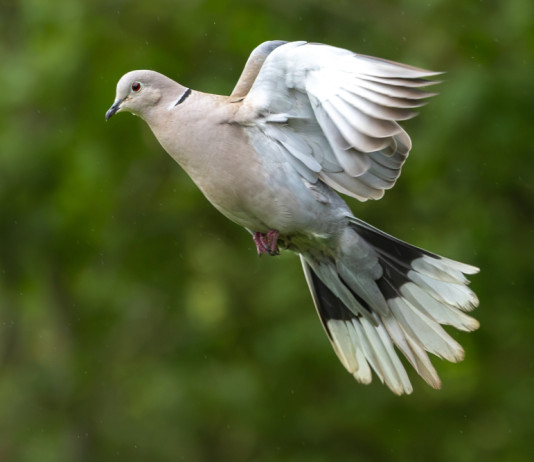 Toscana autorizza preapertura della caccia in deroga Toscana autorizza preapertura della caccia in deroga - tortora dal collare (Streptopelia decaocto) in volo