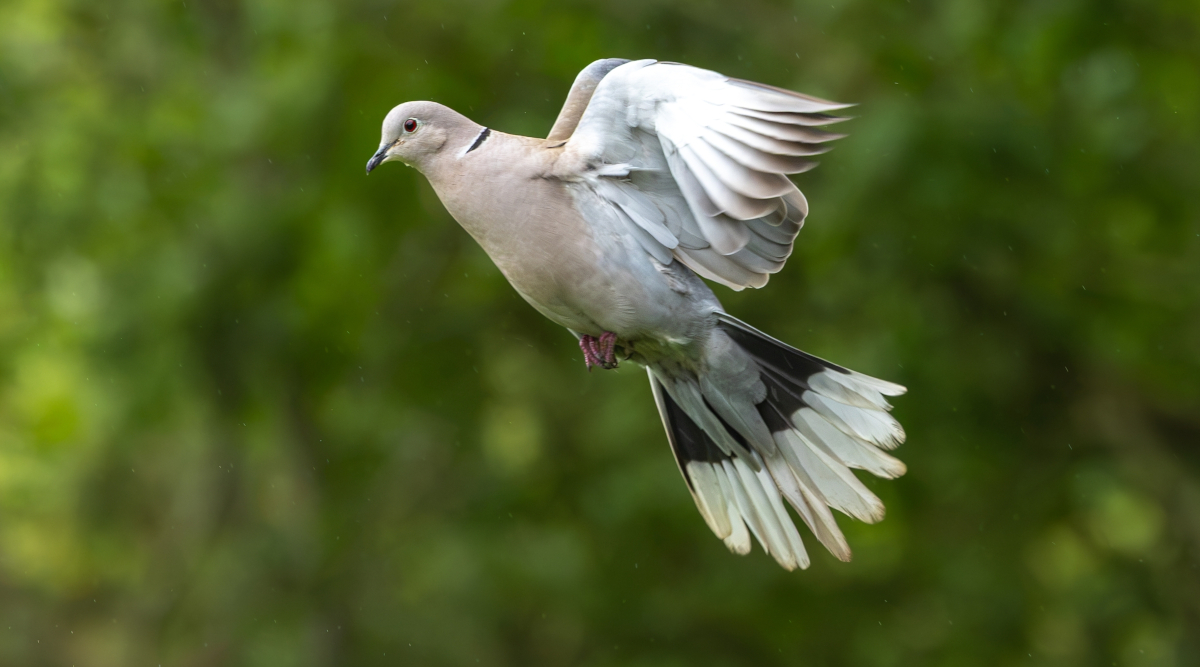 Toscana autorizza preapertura della caccia in deroga Toscana autorizza preapertura della caccia in deroga - tortora dal collare (Streptopelia decaocto) in volo