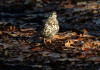 “Global ecology and conservation”: nessun legame tra caccia e declino degli uccelli “Global ecology and conservation” nessun legame tra caccia e declino degli uccelli - tordo bottaccio