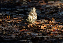 “Global ecology and conservation”: nessun legame tra caccia e declino degli uccelli “Global ecology and conservation” nessun legame tra caccia e declino degli uccelli - tordo bottaccio