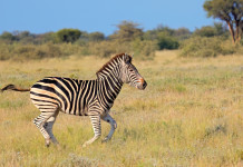 Interrogazione del Partito democratico sui trofei di caccia Interrogazione del Partito democratico sui trofei di caccia - zebra in Africa