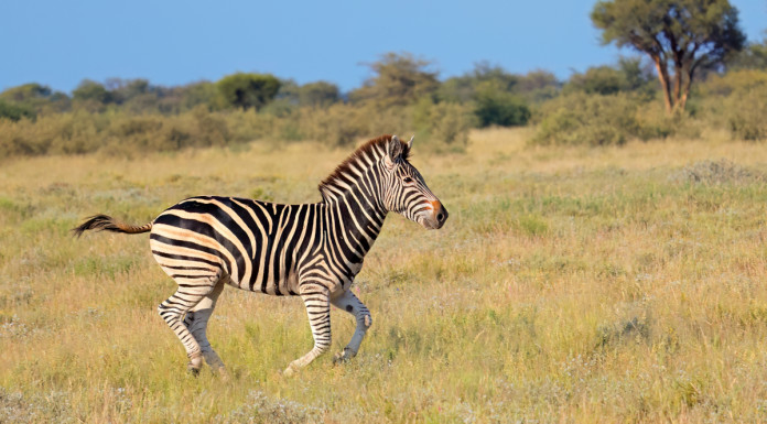 Interrogazione del Partito democratico sui trofei di caccia Interrogazione del Partito democratico sui trofei di caccia - zebra in Africa