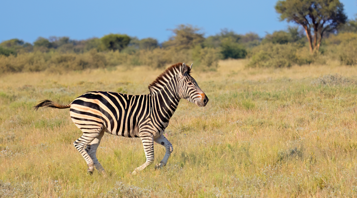 Interrogazione del Partito democratico sui trofei di caccia Interrogazione del Partito democratico sui trofei di caccia - zebra in Africa