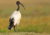 La Lombardia autorizza il prelievo dell’ibis sacro La Lombardia autorizza il controllo dell’ibis sacro