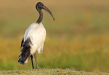 La Lombardia autorizza il prelievo dell’ibis sacro La Lombardia autorizza il controllo dell’ibis sacro