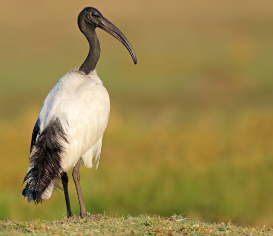 La Lombardia autorizza il prelievo dell’ibis sacro La Lombardia autorizza il controllo dell’ibis sacro