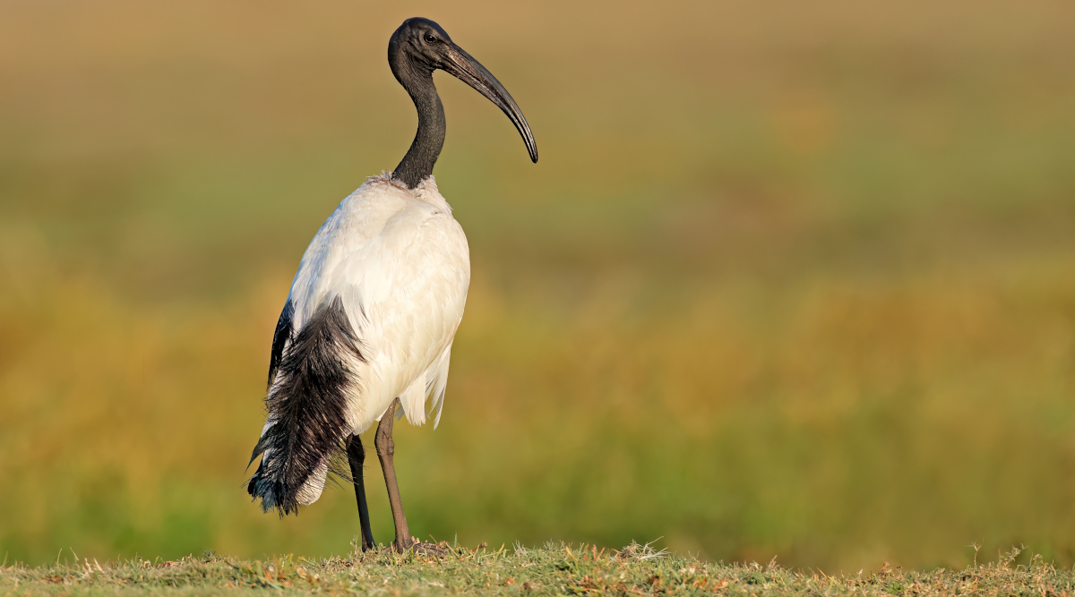La Lombardia autorizza il controllo dell’ibis sacro La Lombardia autorizza il controllo dell’ibis sacro