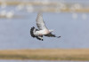 Tar Calabria accoglie istanza sulla preapertura della caccia al colombaccio Tar Calabria accoglie istanza sulla preapertura della caccia al colombaccio - colombaccio in volo