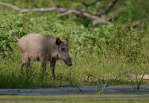 Toscana, Giani firma un’ordinanza contro la peste suina africana Toscana, Giani firma un’ordinanza contro la peste suina africana