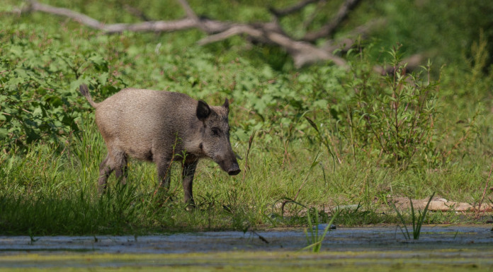 Toscana, Giani firma un’ordinanza contro la peste suina africana Toscana, Giani firma un’ordinanza contro la peste suina africana