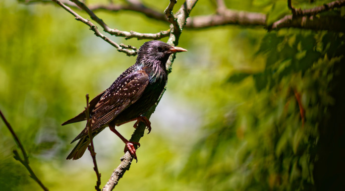 Raccolta di firme per l’inserimento dello storno nell’elenco delle specie cacciabili Raccolta di firme per l’inserimento dello storno nell’elenco delle specie cacciabili
