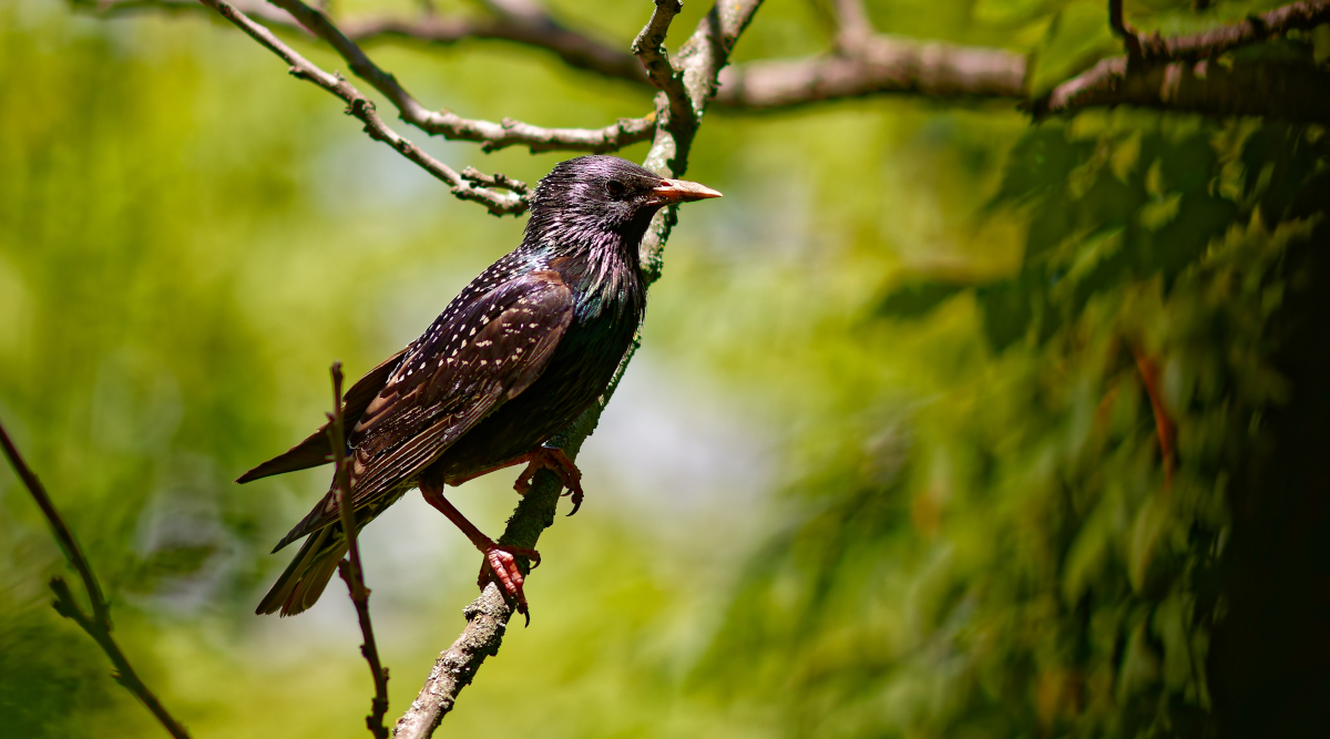 Raccolta di firme per l’inserimento dello storno nell’elenco delle specie cacciabili Raccolta di firme per l’inserimento dello storno nell’elenco delle specie cacciabili